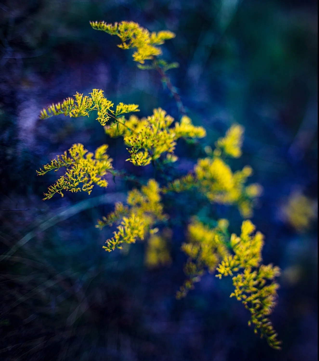 Marsh Forsythia, Seventeen Mile Creek (2020)